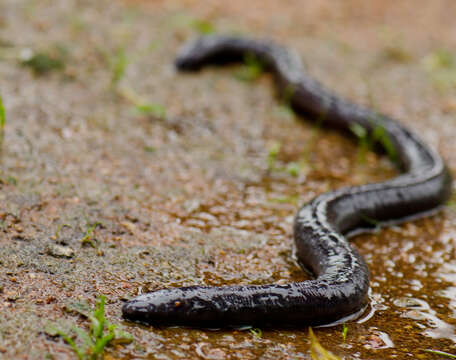 Image of Bombay Caecilian