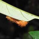 Image of red slug caterpillar (moth)