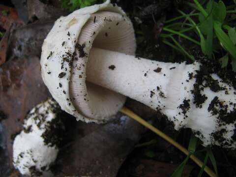 Image of Amanita beckeri Huijsman 1962