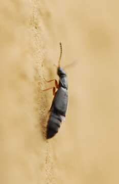 Image of Coryphium angusticolle Stephens 1834