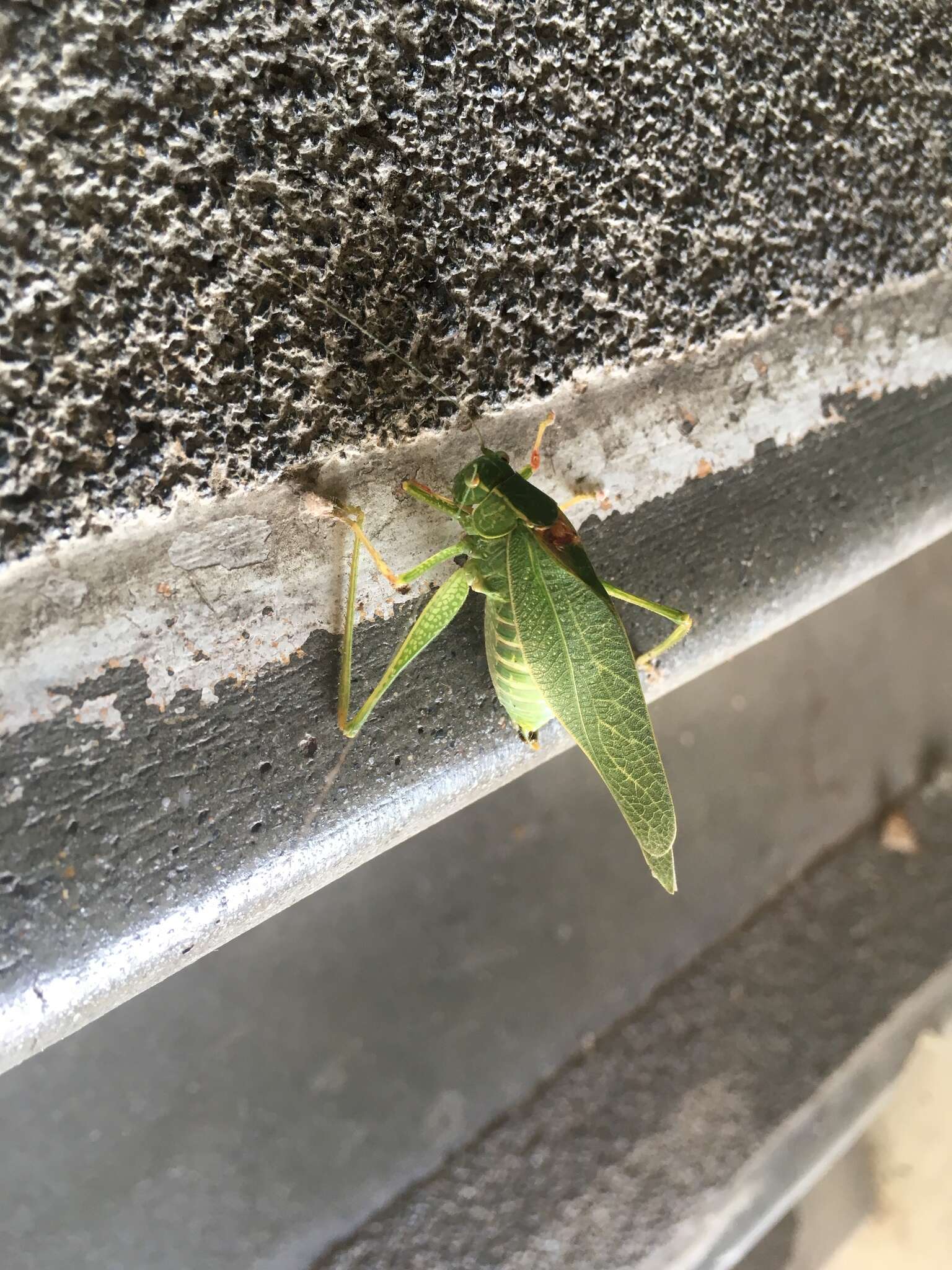 Image of California Angle-wing Katydid