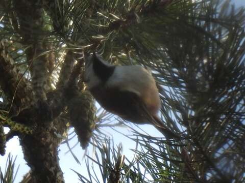 صورة Lophophanes cristatus mitratus (Brehm & CL 1831)