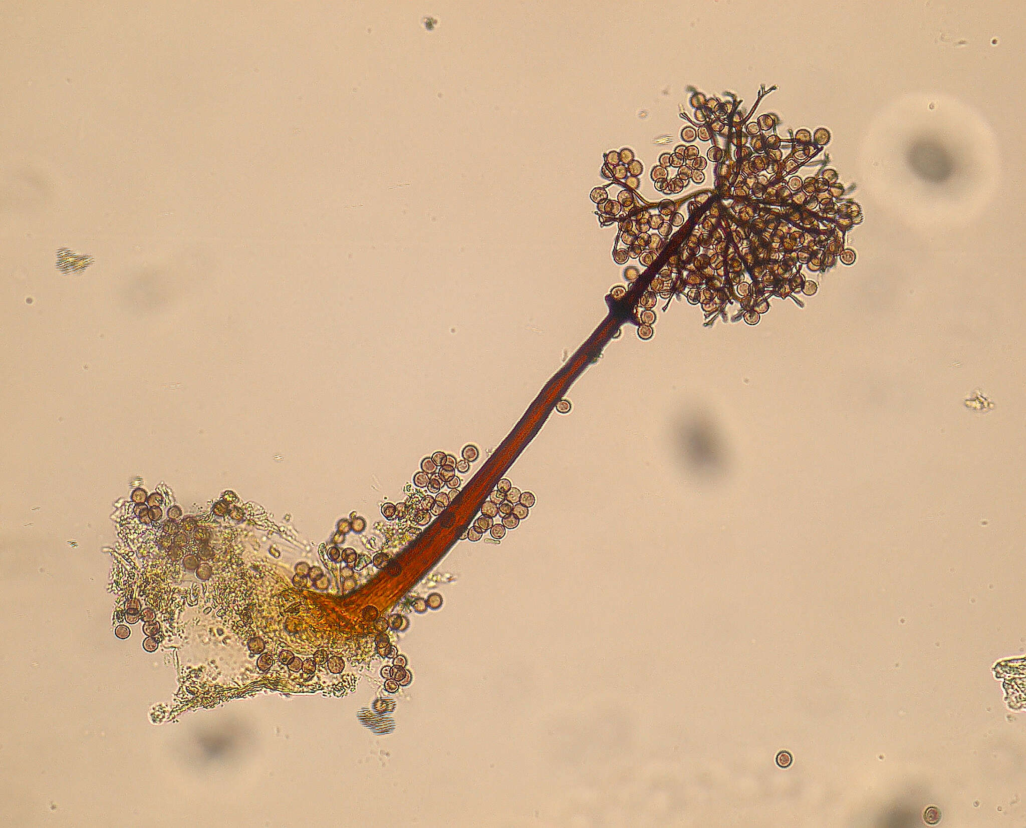 Image of Macbrideola cornea (G. Lister & Cran) Alexop. 1967