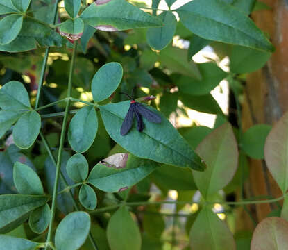 Image of Grapeleaf Skeletonizer