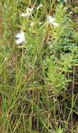 Image of Fringed orchid