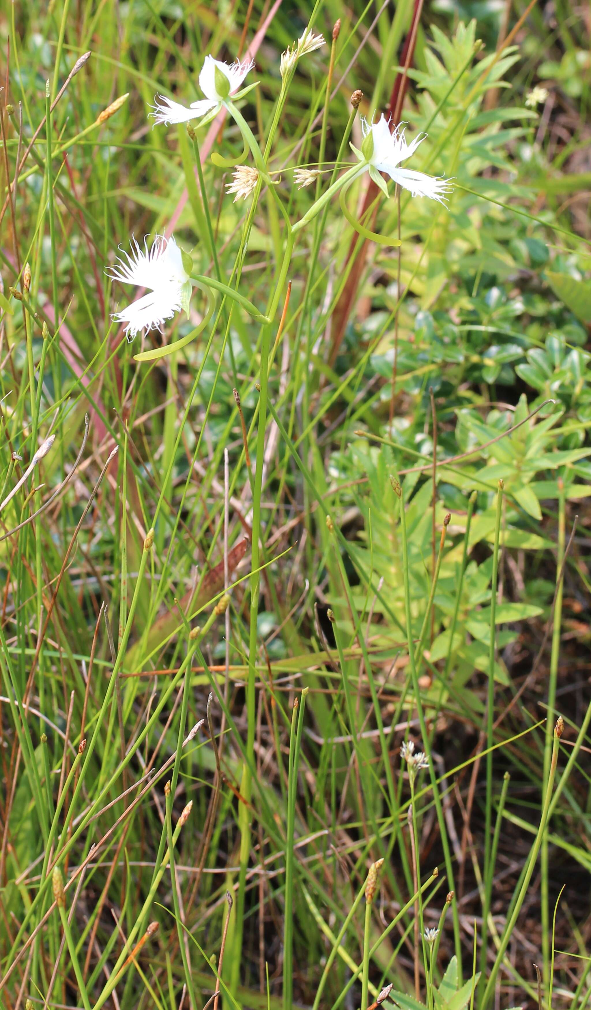 Pecteilis radiata (Thunb.) Raf. resmi