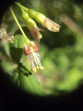 Image of straggly gooseberry