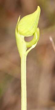 Pecteilis radiata (Thunb.) Raf. resmi