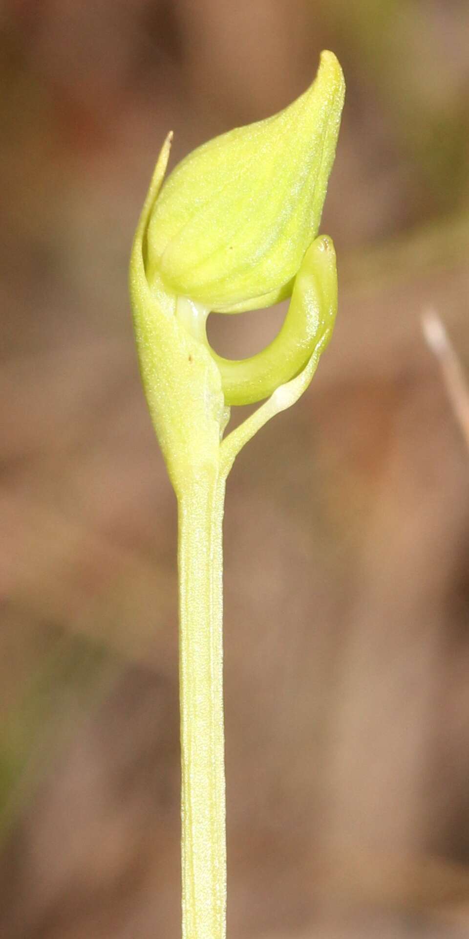 Image of Fringed orchid