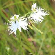 Pecteilis radiata (Thunb.) Raf. resmi