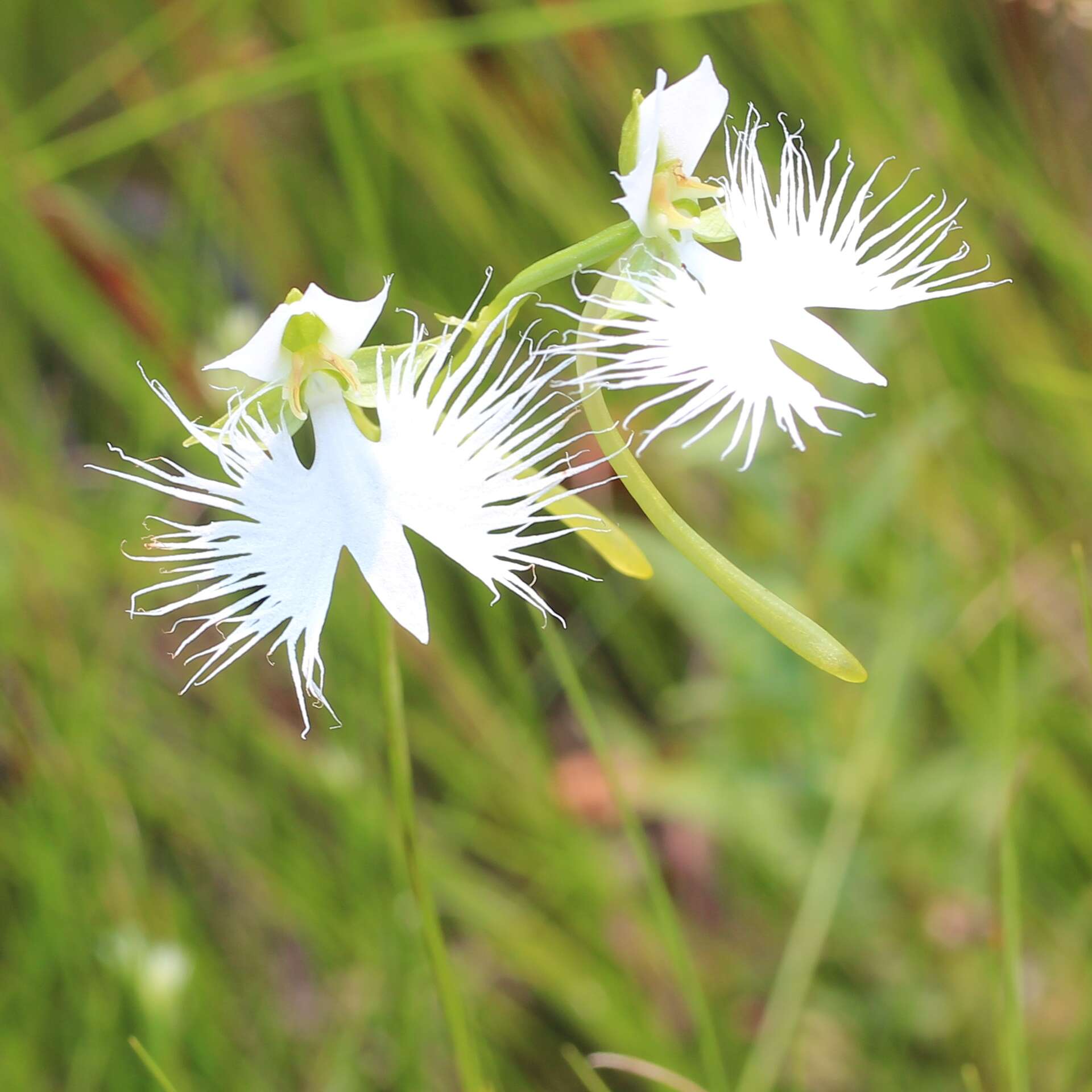 Image of Fringed orchid