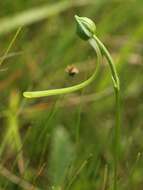 Pecteilis radiata (Thunb.) Raf. resmi