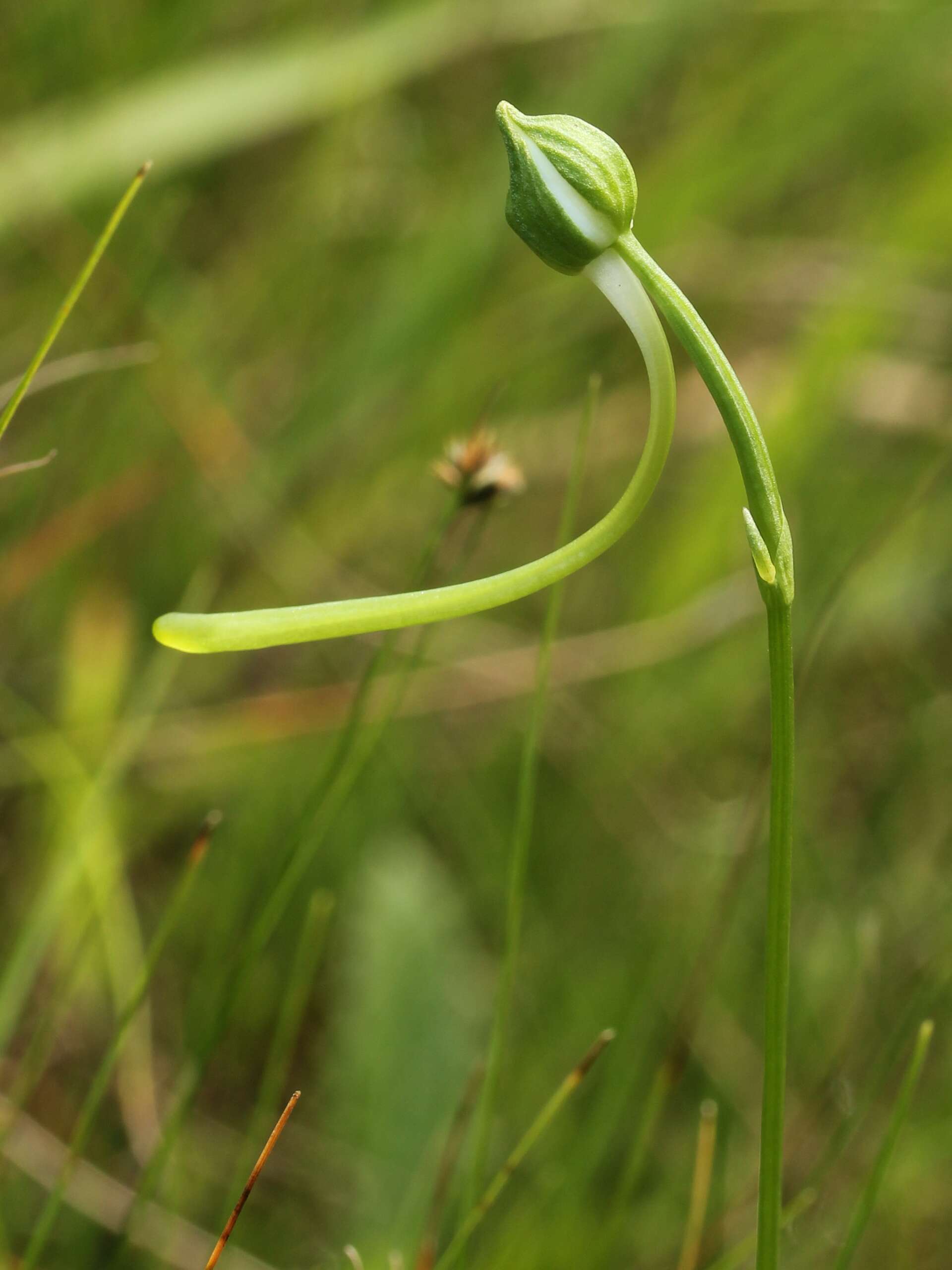 Pecteilis radiata (Thunb.) Raf. resmi