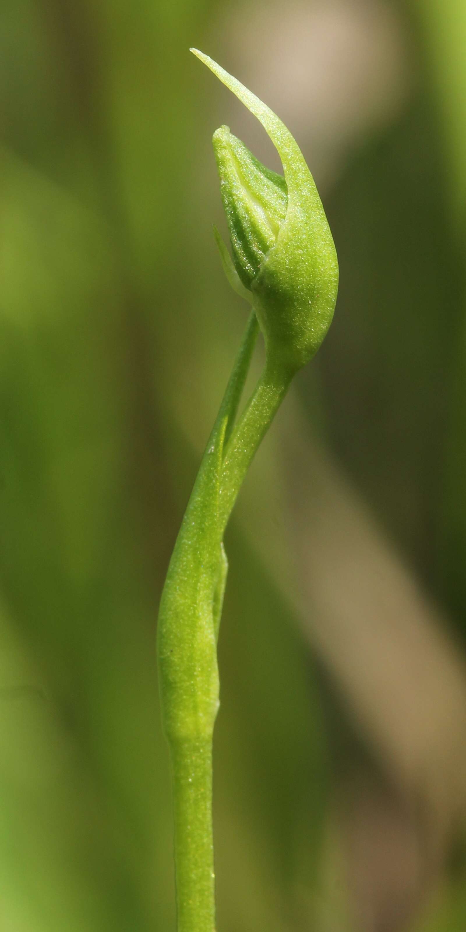 Image of Fringed orchid