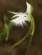 Image of Fringed orchid