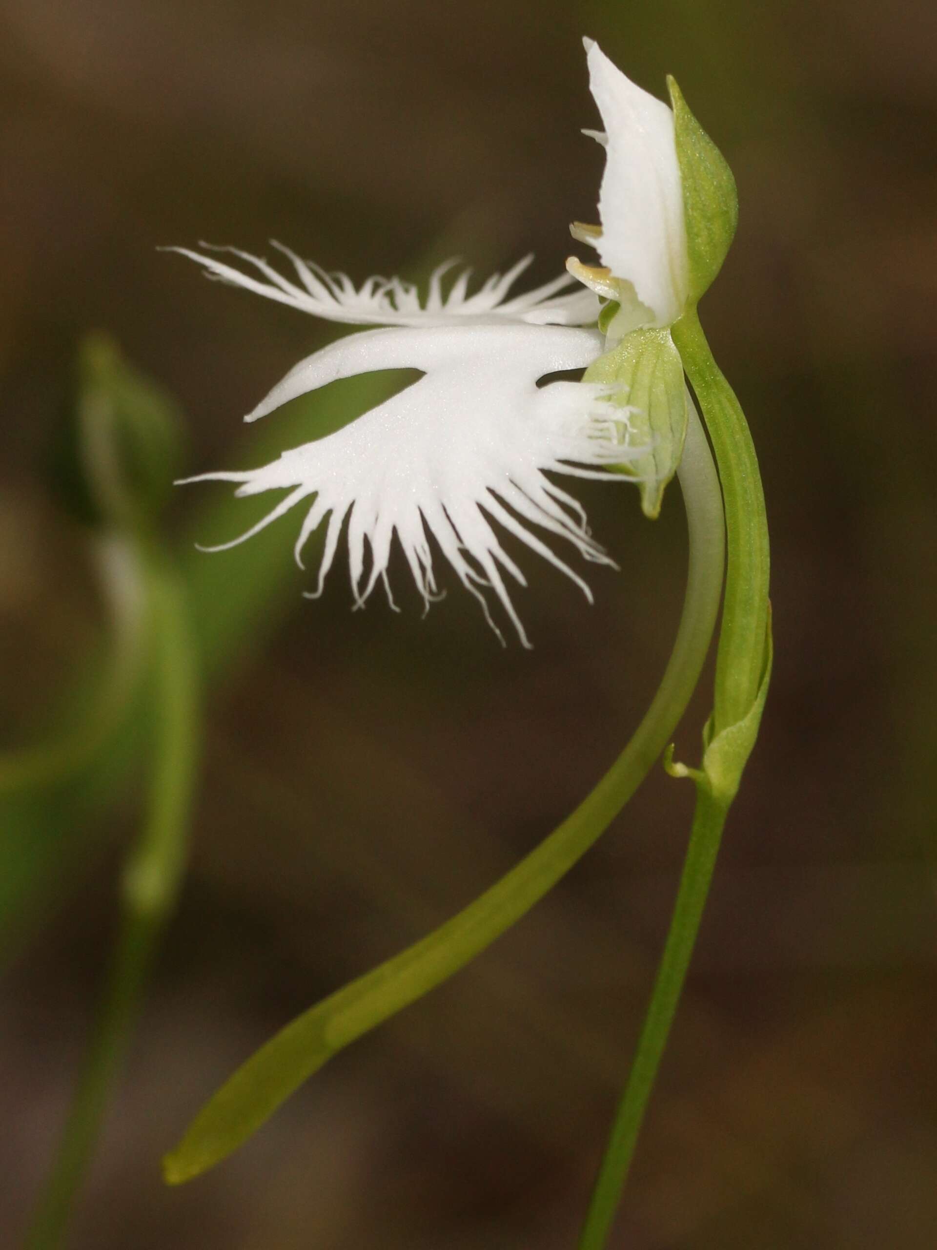 Pecteilis radiata (Thunb.) Raf. resmi