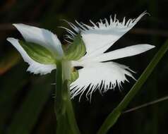 Image of Fringed orchid