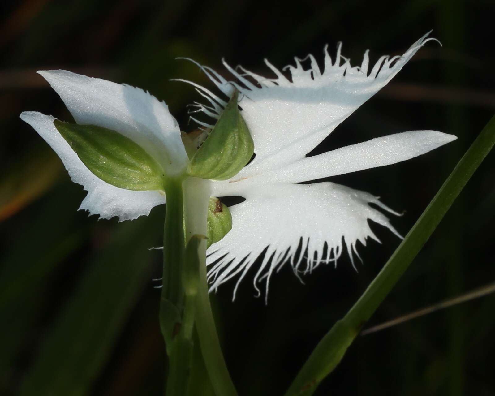 Pecteilis radiata (Thunb.) Raf. resmi