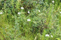 Image of Fringed orchid