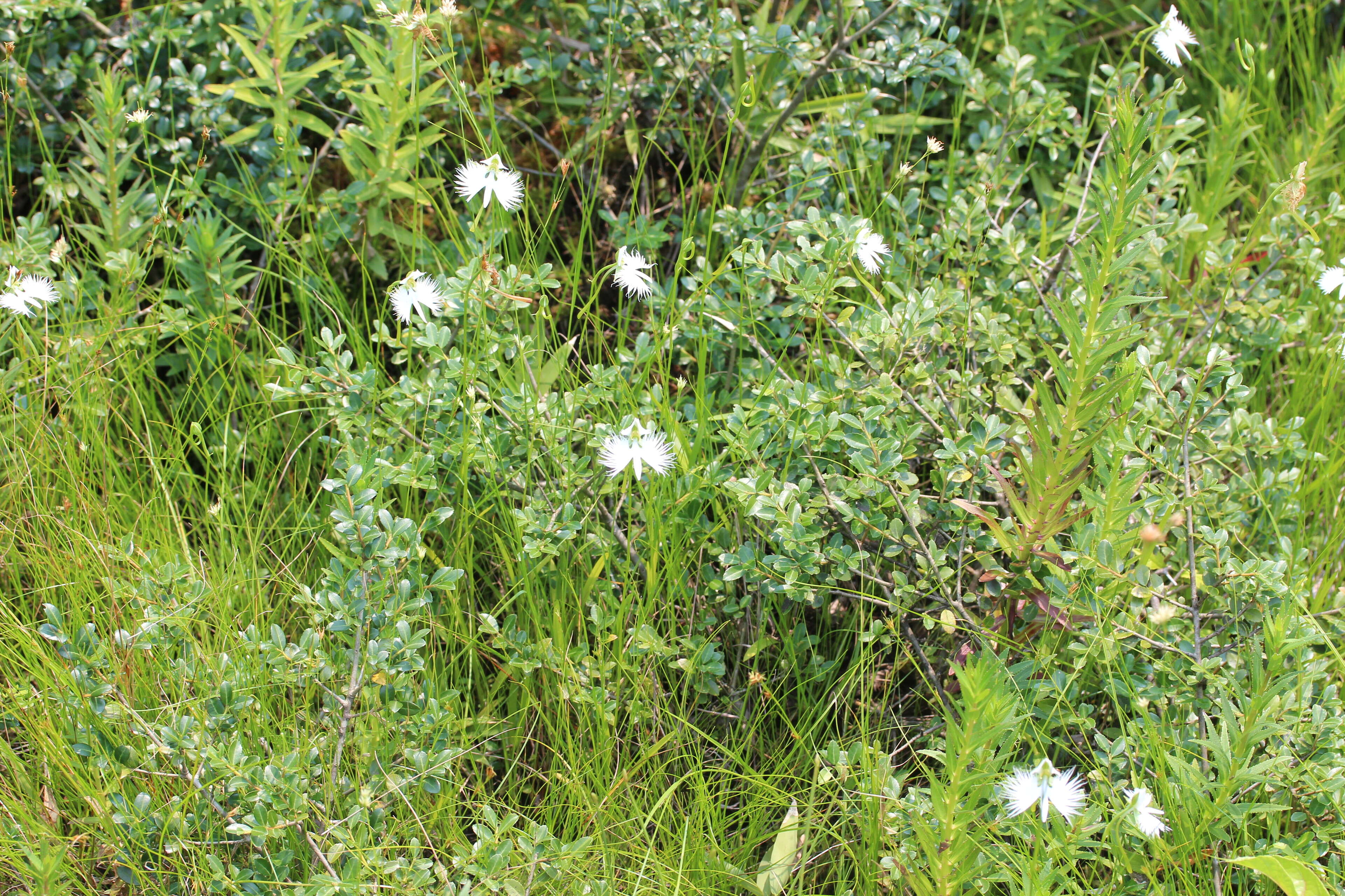 Image of Fringed orchid