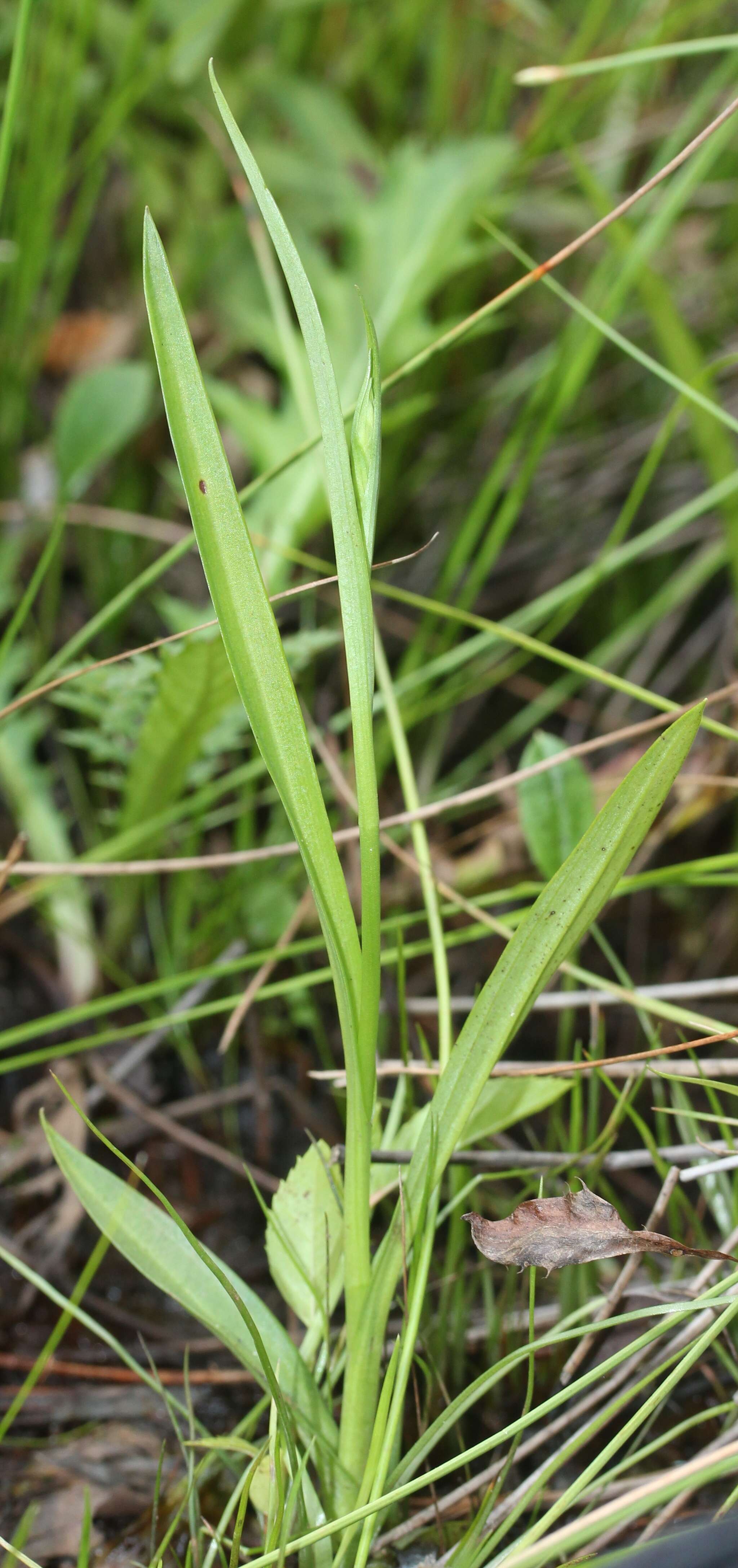 Image of Fringed orchid