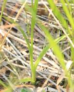 Image of Fringed orchid