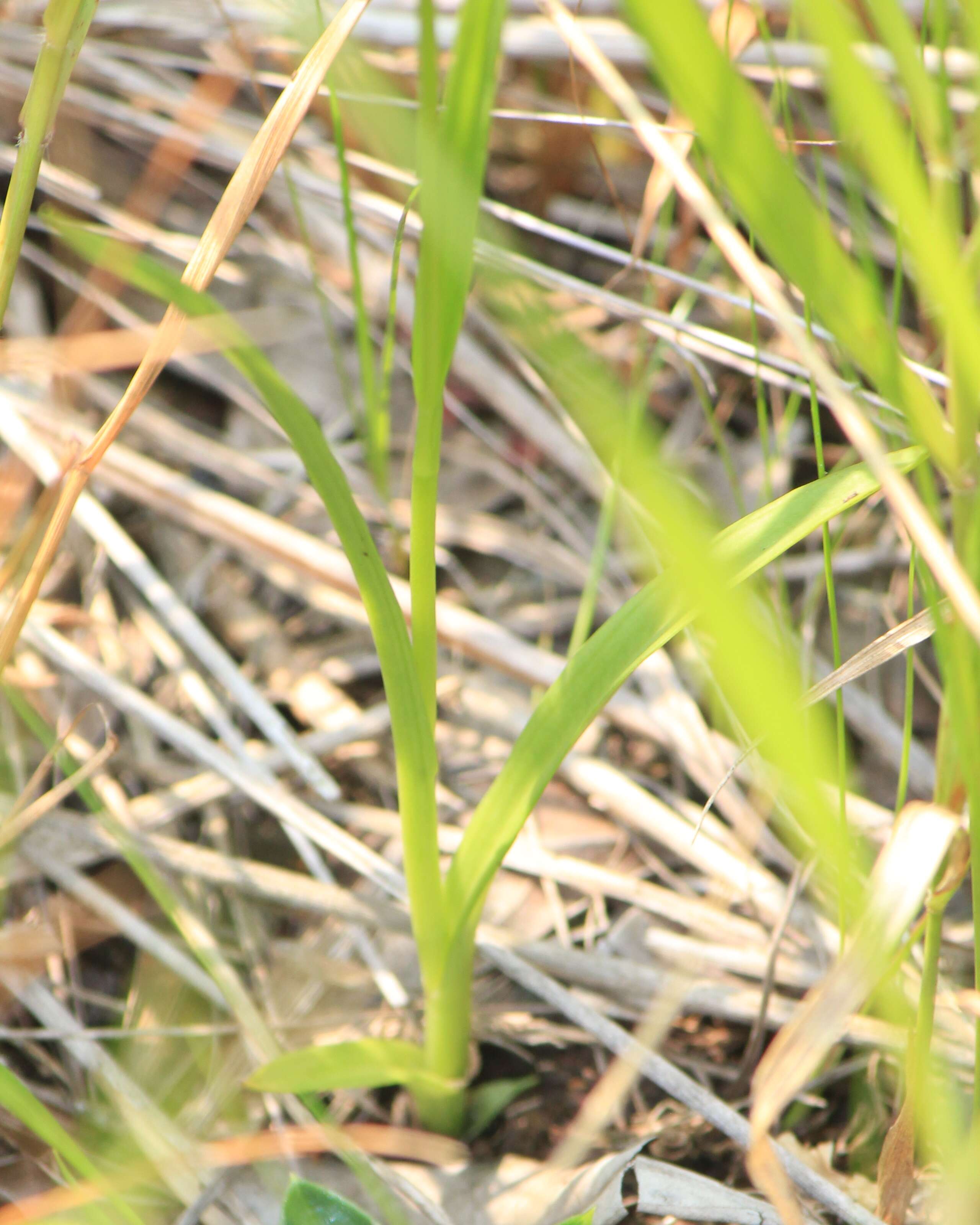 Image of Fringed orchid