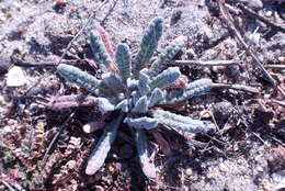 Image of cottonheads