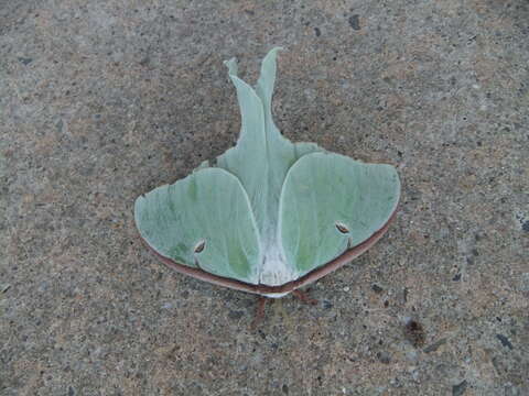 Image of Luna Moth