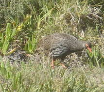 Image of Red-necked Francolin