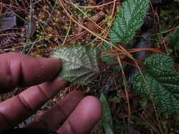 Image of Rubus acanthophyllos Focke