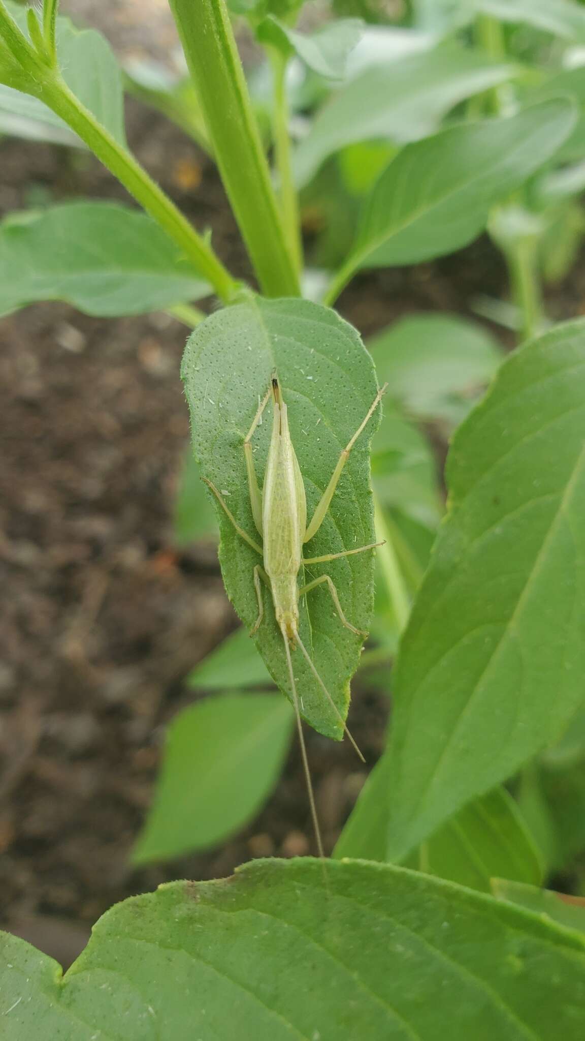 Image of Four-spotted Tree Cricket