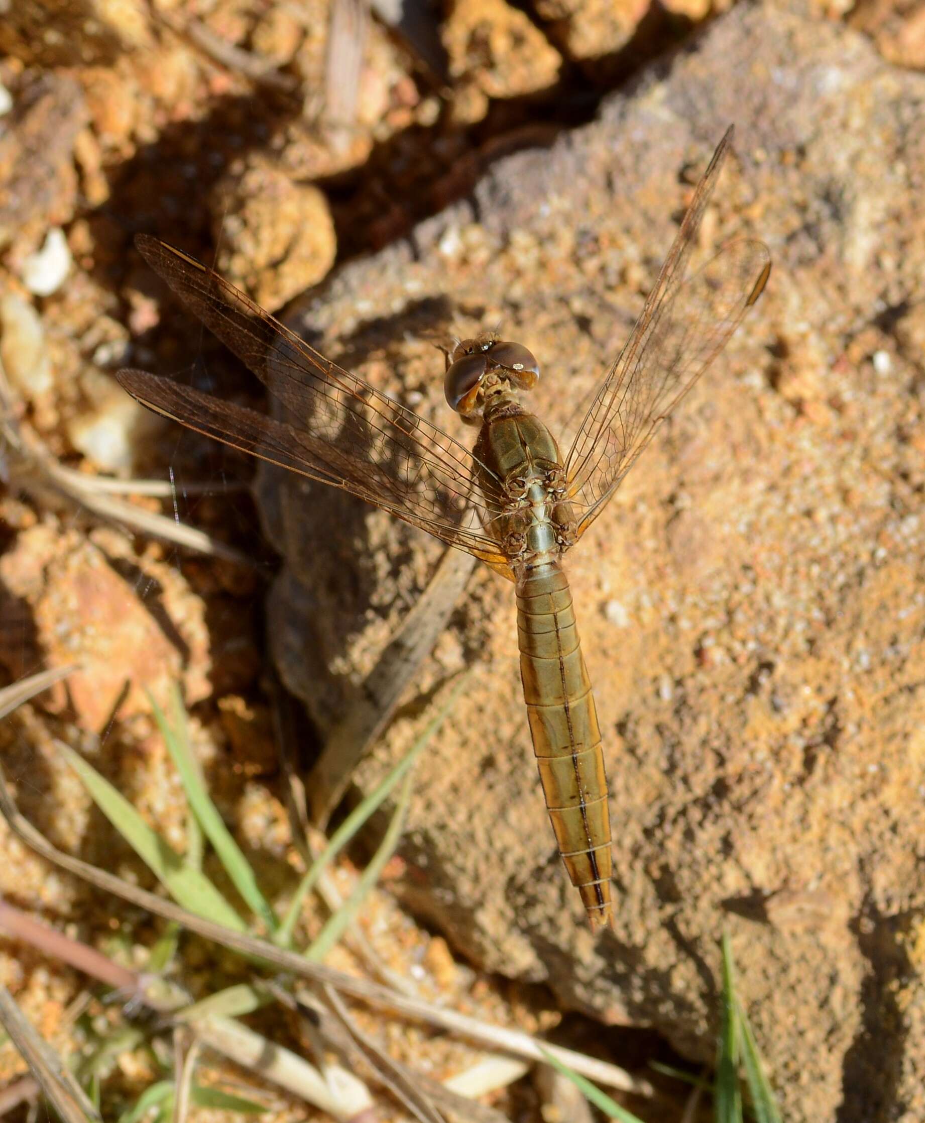 Image of Broad Scarlet