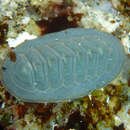 Image of regular chiton