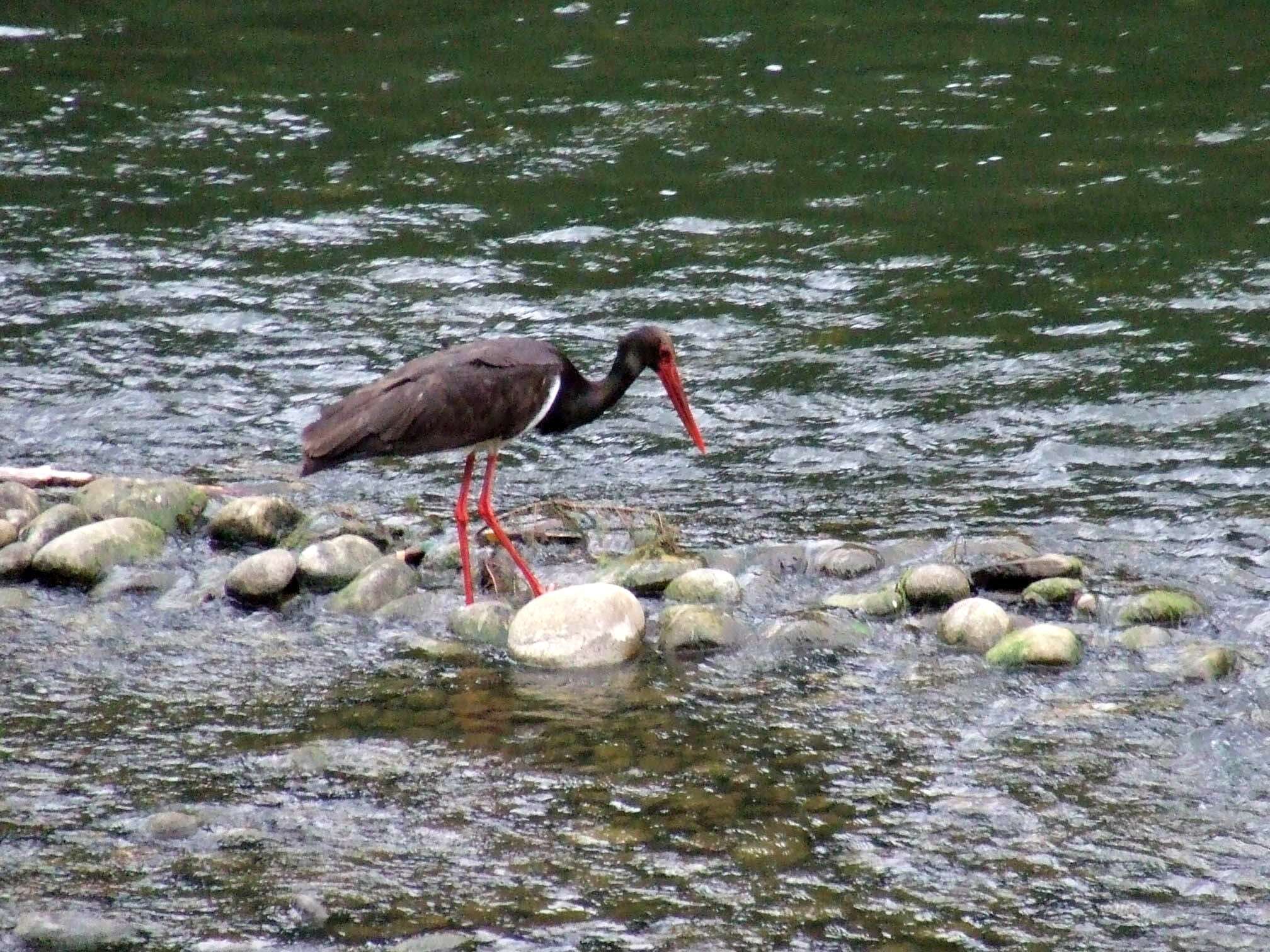 Image of Black Stork