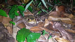 Image of Puerto Rican crested toad