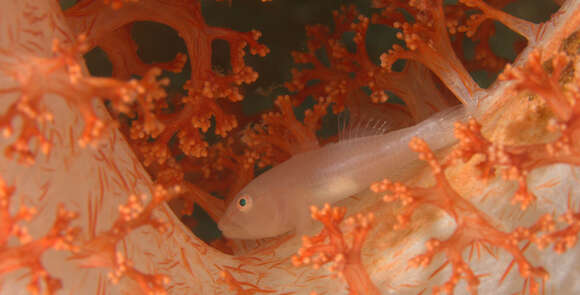 Image of Soft coral ghostgoby