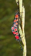 Image of Zygaena carniolica Scopoli 1763