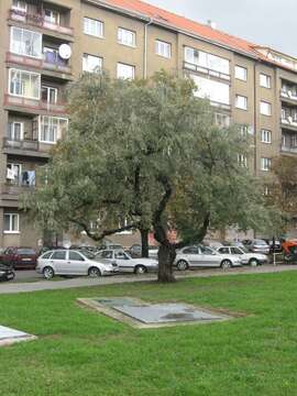 Plancia ëd Pyrus salicifolia Pall.