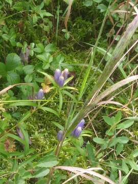 Imagem de Gentiana linearis Froel.