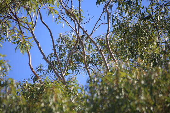 Image of Grey Butcherbird