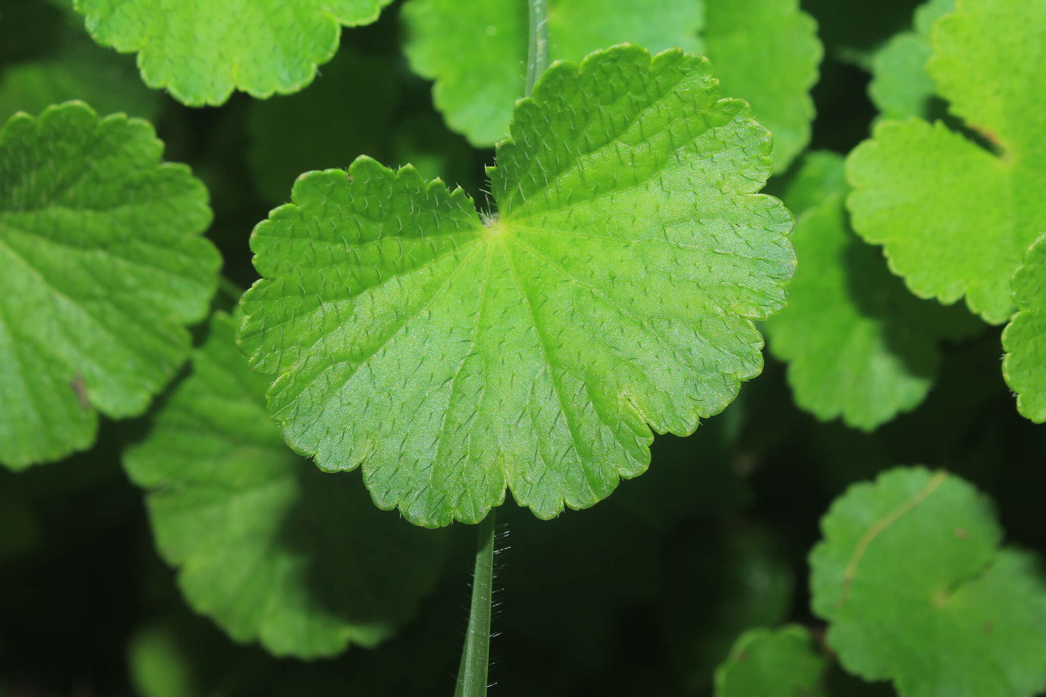 Image de Hydrocotyle bonplandii A. Rich.