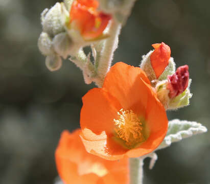 Image of desert globemallow