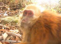 Image of Arunachal Macaque