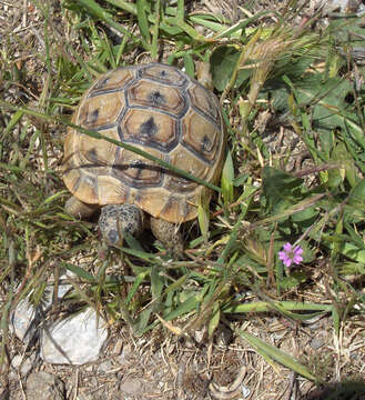 Image of Common Tortoise