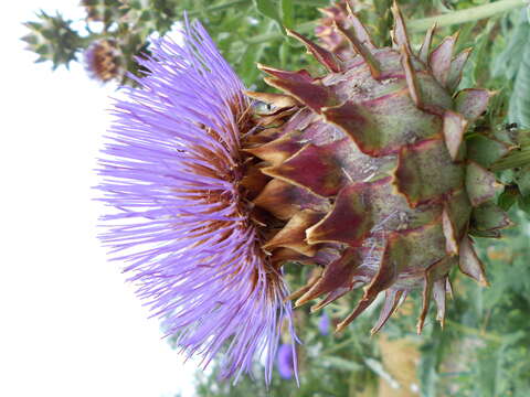 Image of cardoon