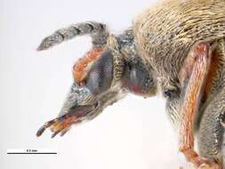 Image of Bean seed beetle