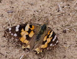 Plancia ëd Vanessa cardui