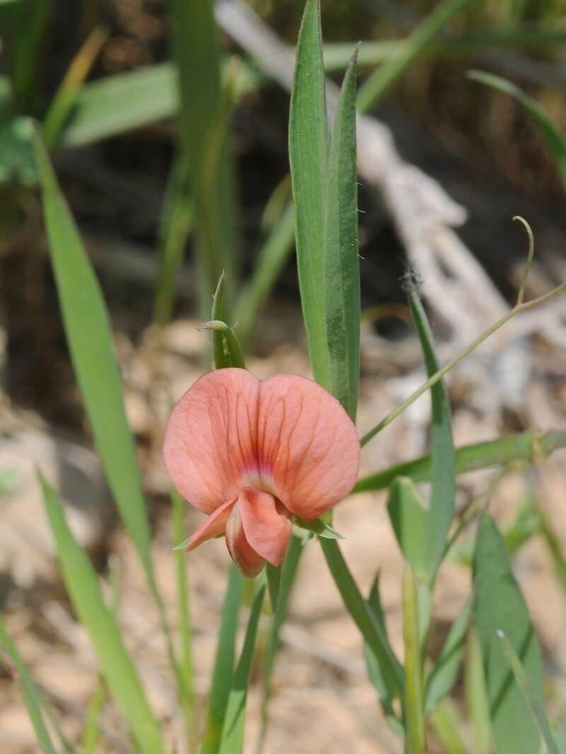 Image of red pea