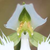 Pecteilis radiata (Thunb.) Raf. resmi